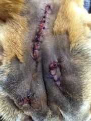 UN INDIVIDU SURPRIS EN TRAIN DE BATTRE SON CHIEN