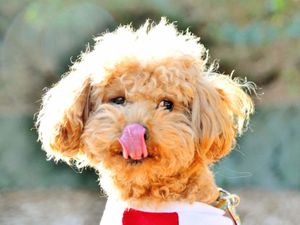 UN PETIT CHIEN JETÉ DU PREMIER ÉTAGE