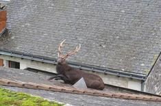 UN CERF COINCE SUR LE TOIT D'UN GARAGE