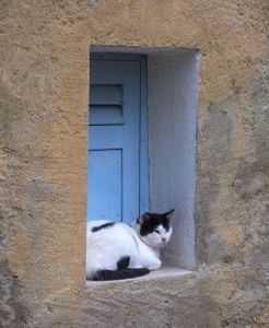 NOUVELLE DISPARITION MASSIVE DE CHATS A NICE