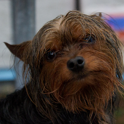 UN HOMME SE SACRIFIE POUR SAUVER SON CHIEN DE LA NOYADE