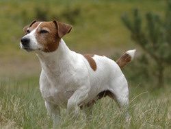 DINGO, 5 ANS A T'IL ETE BATTU ?