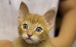 LES INTERNAUTES INDIGNES PAR LA DECAPITATION D'UN CHATON