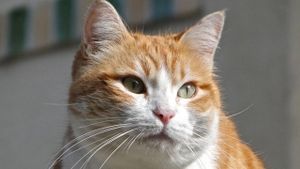 UN HOMME QUI A DEFENESTRE UN CHAT CONDAMNE A 1 AN DE PRISON AVEC SURSIS