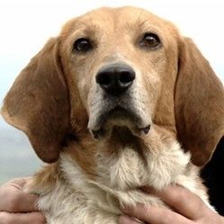 3 MOIS DE PRISON FERME POUR AVOIR MARTYRISE SON CHIEN