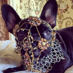 L'ASSOCIATION PETA ACCUSE LADY GAGA DE MALTRAITER SON CHIOT ASIA