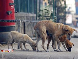 BATTU A MORT PARCE QU'IL S'OCCUPAIT DES CHIENS ERRANTS