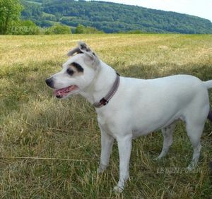 ULSIE MORDUE A MORT PAR UN AUTRE CHIEN