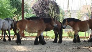 FIN HEUREUSE POUR SASCHA, LE CHEVAL "CHASSE" PAR LA MAIRIE