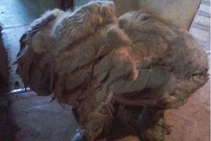 ENFERME 1 AN DANS UN APPARTEMENT, CE CHIEN A ETE IGNORE PAR SES NOUVEAUX MAITRES !