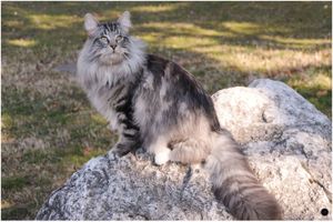 UNE DIZAINE DE CHATS EMPOISONNES, LA MAIRIE ALERTE LES HABITANTS