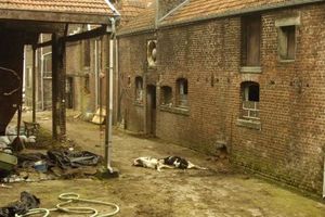 ON DECOUVRE 14 CADAVRES DE BETES DANS UNE FERME, ELLES SONT MORTES DE FAIM