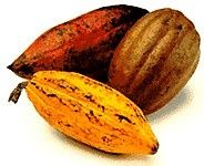 Une partie du cacao camerounais refusé dans les ports européens