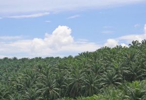 L’huile de palme, vitale pour les petits planteurs ivoiriens