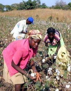 Le Conseil du coton et de l’anacarde de Côte d’Ivoire en mission au Vietnam