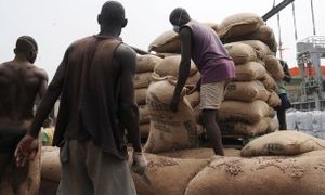 Ouverture de la campagne café –cacao , aujourd’hui : Les producteurs exigent une hausse des prix