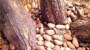 Côte d’Ivoire : les fortes pluies empêchent la commercialisation de la récolte de cacao