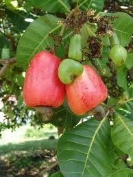 Côte d’Ivoire/Anacarde: la baisse de la production fait grimper le prix d’achat bord champ