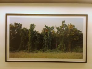 Kudzu project, une exposition d'Helene Schmitz, à la galerie Maria Lund, Paris