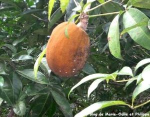 Cacao rivière (Pachira aquatica)