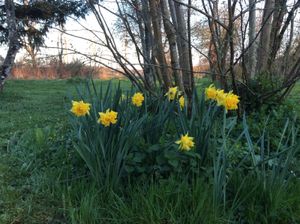 Jonquilles en Puisaye