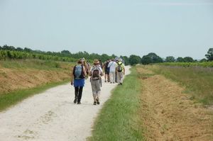 Coup de chaud dans les vignes