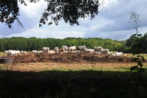 Tiens un nouveau Dimanche