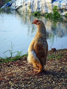 Message d'un p'tit poulet qui défend des poussins.