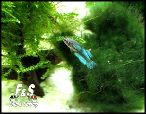 Nouvelles fraîches des alevins bettas...