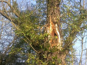 A l'arbre blessé