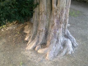 Textoésies et vous : A l'arbre fier