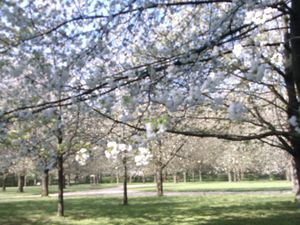 les cerisiers du Parc de Sceaux