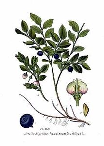 A la découverte des simples : La myrtille