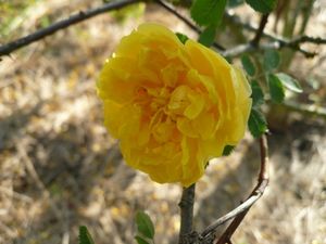 Nouveauté : Rosa foetida persiana