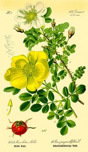 Nouveauté : Rosa foetida persiana