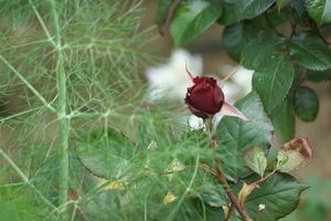 Une rose, un jour : Black baccara