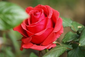 Une rose, un jour : Kronenbourg