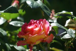 Une rose, un jour : Elle