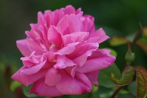 Une rose, un jour : Mary Rose