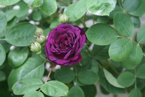 Parfums de roses