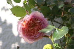 Parfums de roses
