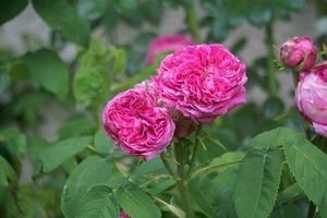 Une rose, un jour : Yolande d'Aragon