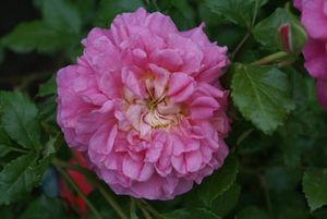Une rose, un jour : Christopher Marlowe