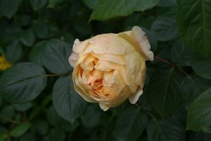 Une rose, un jour : Jude the obscure