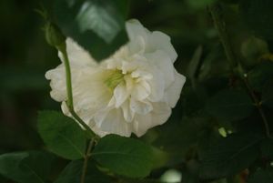 Une rose, un jour : Winchester cathedral