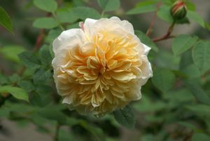 Une rose, un jour : Teasing Georgia