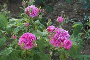 Une rose, un jour : La rose des peintres