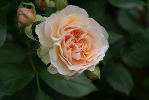 Une rose, un jour : Pégasus