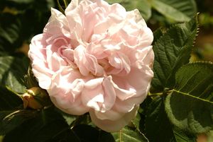 Une rose, un jour : Cuisse de nymphe