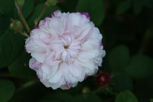 Une rose, un jour : Léda